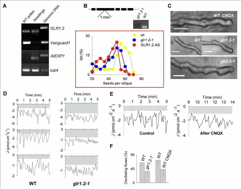 旭月研究院 旭月nmt论坛 花粉管检测 nmt应用成果 1 1
